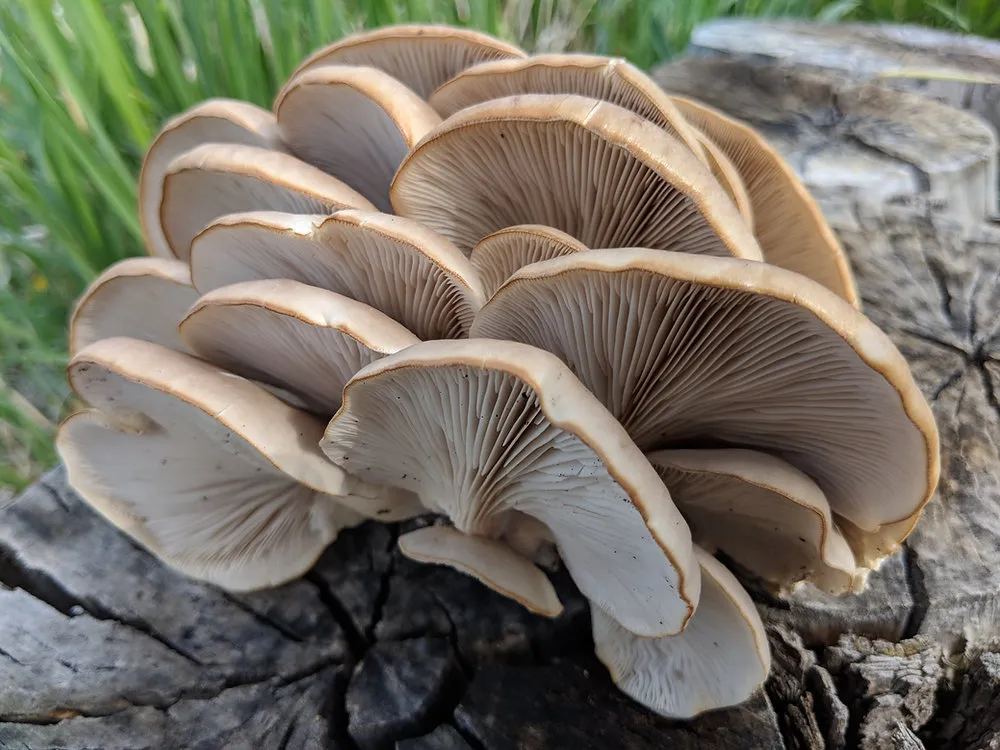 Unlocking the Wonders of Oyster Mushrooms: A Deep Dive into Their Nutritional Riches and Health Benefits